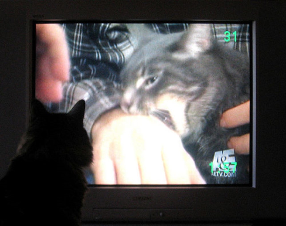 Включи на телевизоре животных. Кот на телевизоре. Кот свалил телевизор. Кот опрокинул телевизор. Кот телезритель.