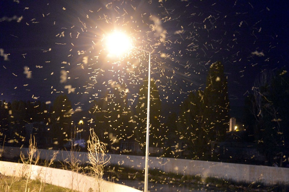 "Mayıs sinekleri"nin günlerdir süren "ölüm uçuşu" sona erdi - 3