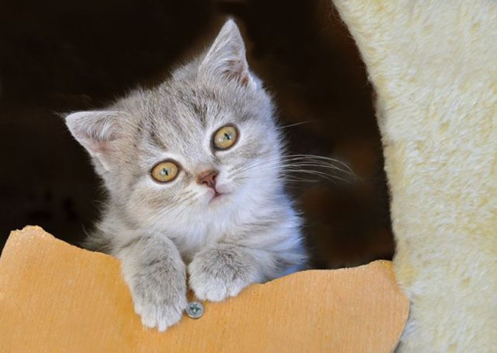 Кот жив. Котики живые. Кошечка Живая. Живых котиков. Котики живые фото.