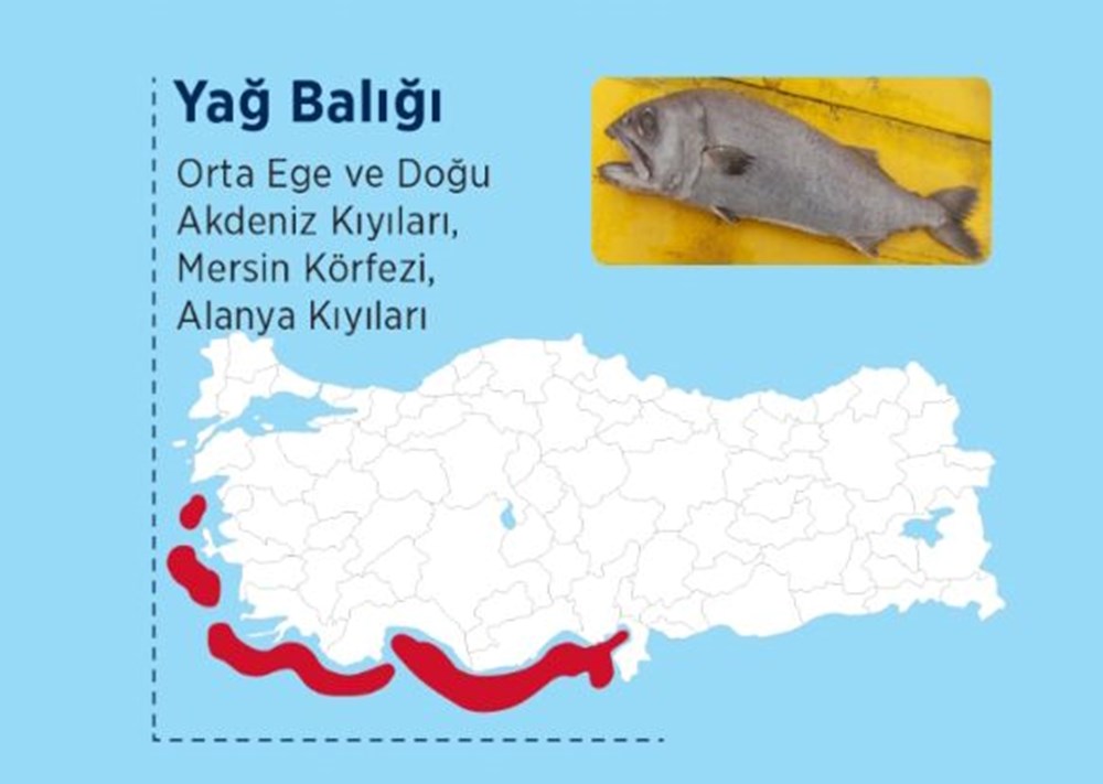 Türkiye'nin denizlerinde hangi zehirli balık türleri var? - 10