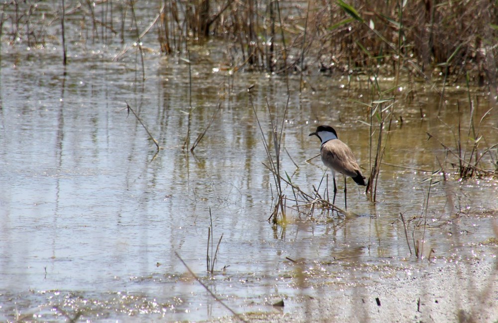 Göç yolu üzerindeki Hatay'ı 233 kuş tipi ziyaret etti 76 oZM887Mg ECURC6vkjDWcQ
