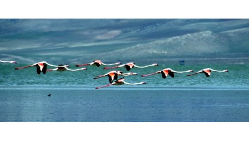 Flamingolar için özel ada
