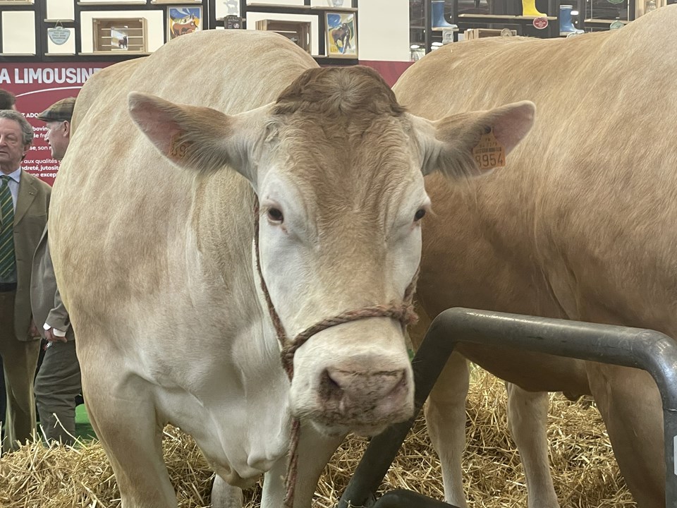 Paris'te tarım fuarı | 990 kilogramlık inek rekor fiyata satıldı - 1
