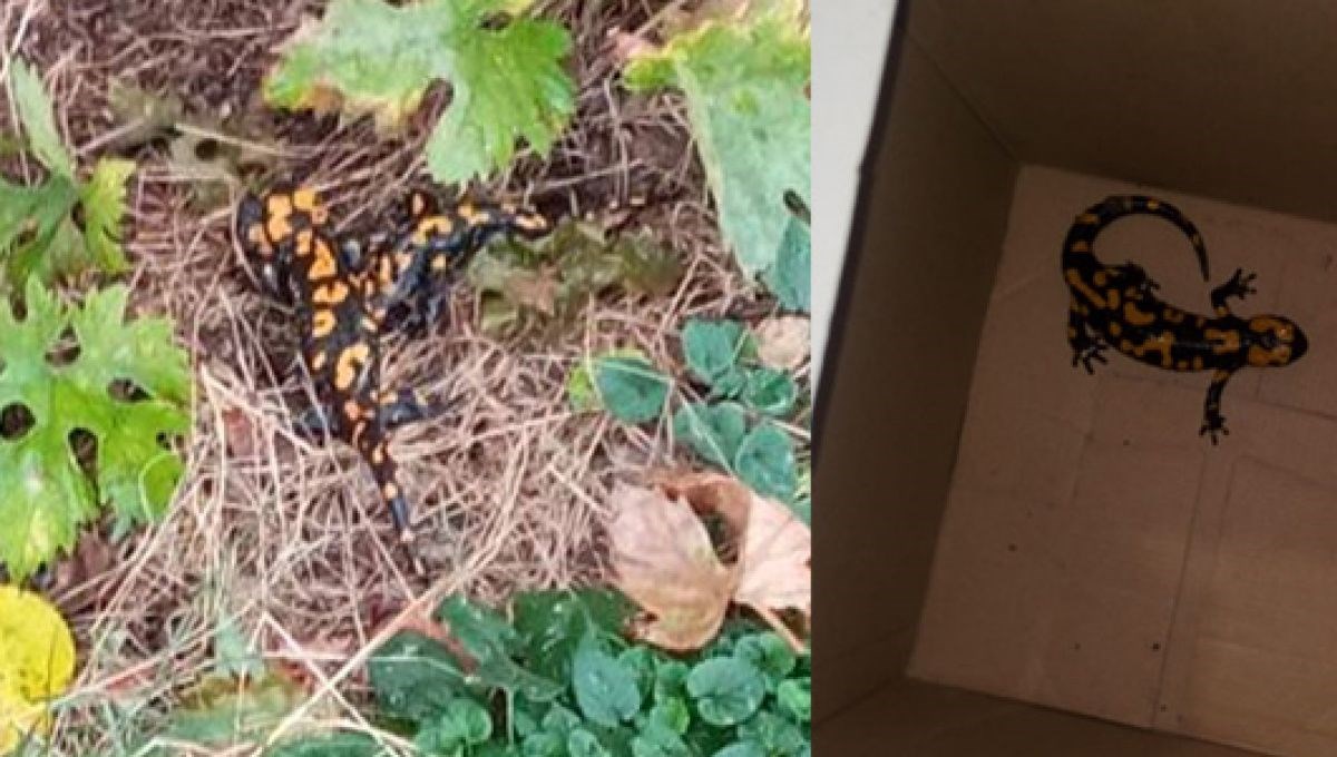 Adana'da nesli tükenmekte olan 'Türk semenderi' bulundu