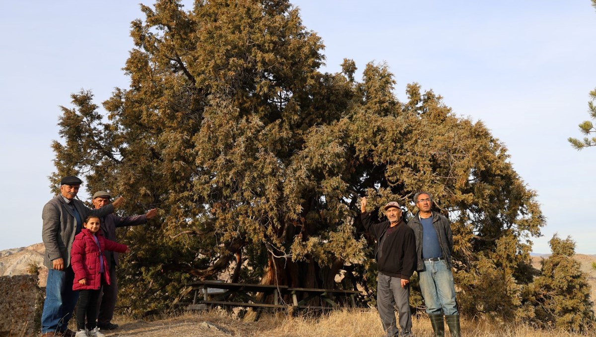 9 asırdır hiç solmadı! Sivas halkının göz bebeği: Görenleri kendine hayran bırakıyor