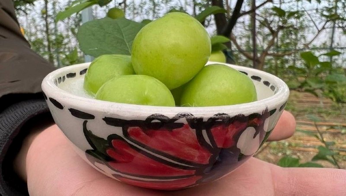 Arap şeyhlerine kilosu 2 bin liradan erik