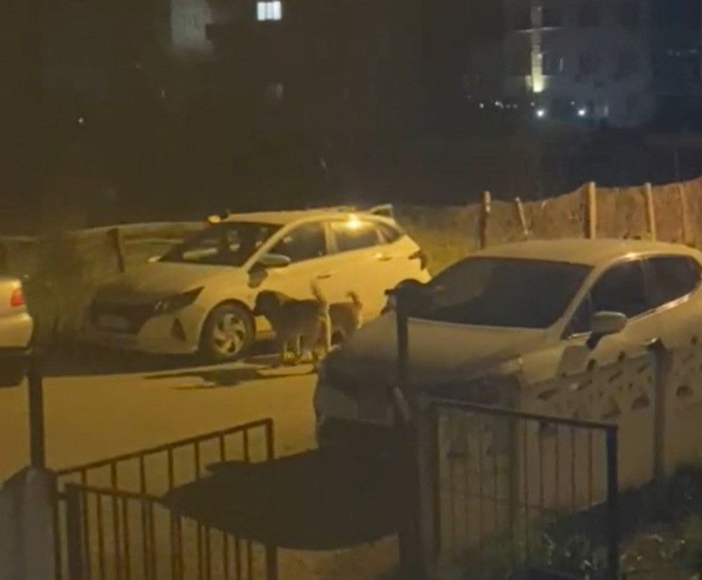 Sokak Köpekleri Araba Canavarına Dönüştü: Mağdur Belediyeye Tazminat Davası Açtı 72 obzuBZfjf0Ououj9DWyvtA