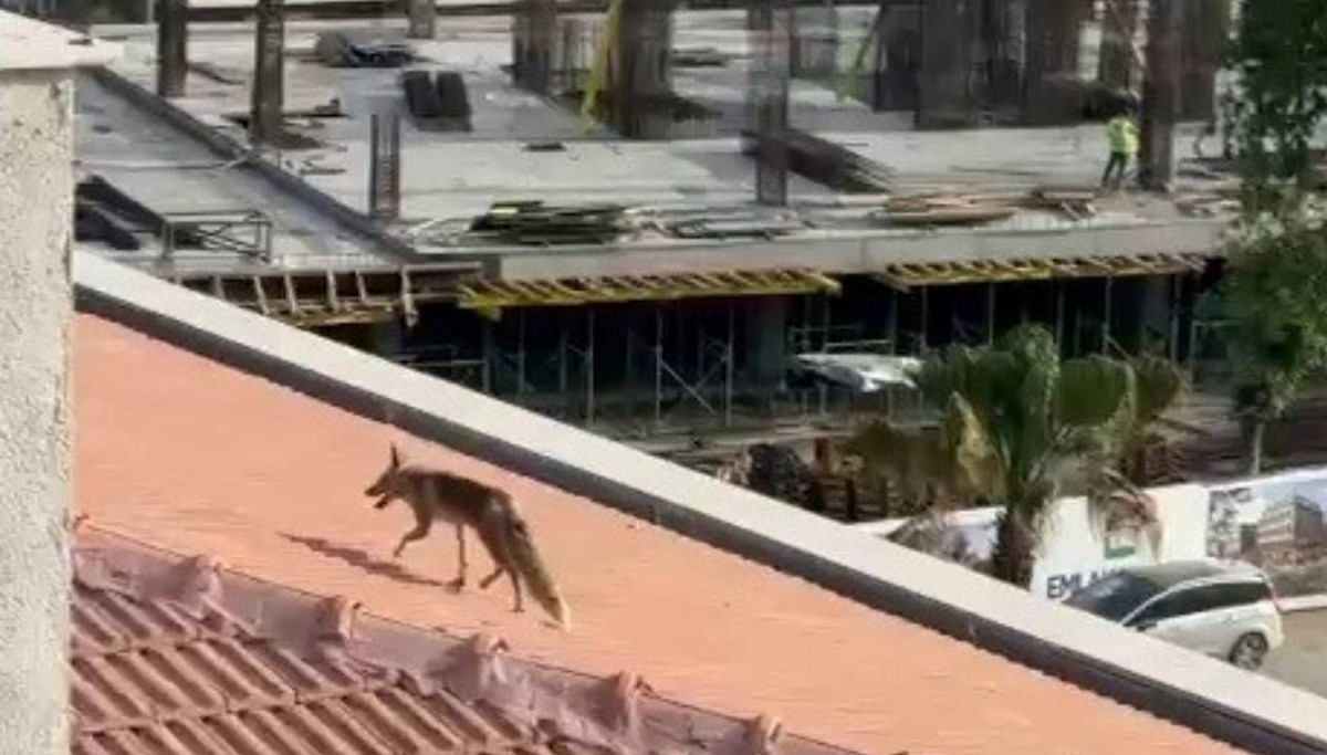 Şehir merkezine indi, çatıya çıktı