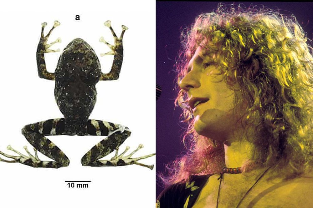 Ekvador'da yeni keşfedilen kurbağa türüne rock grubu Led Zeppelin'in adı verildi - 1