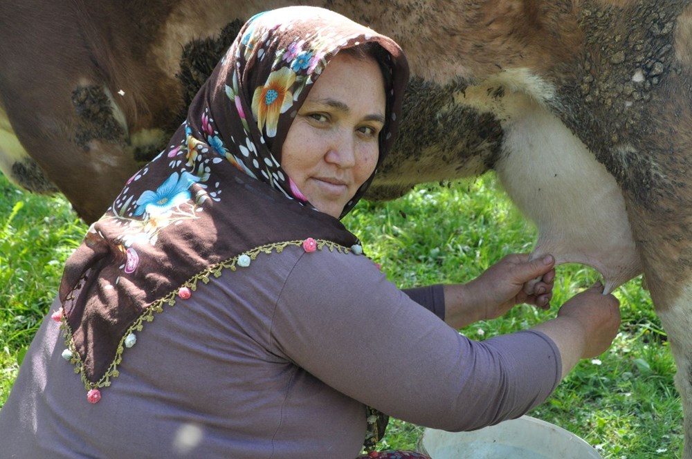 Ordu’nun Gölköy ilçesinde en uzun ömürlü insanlar yaşıyor (Corona virüs vakası da yok) - 7
