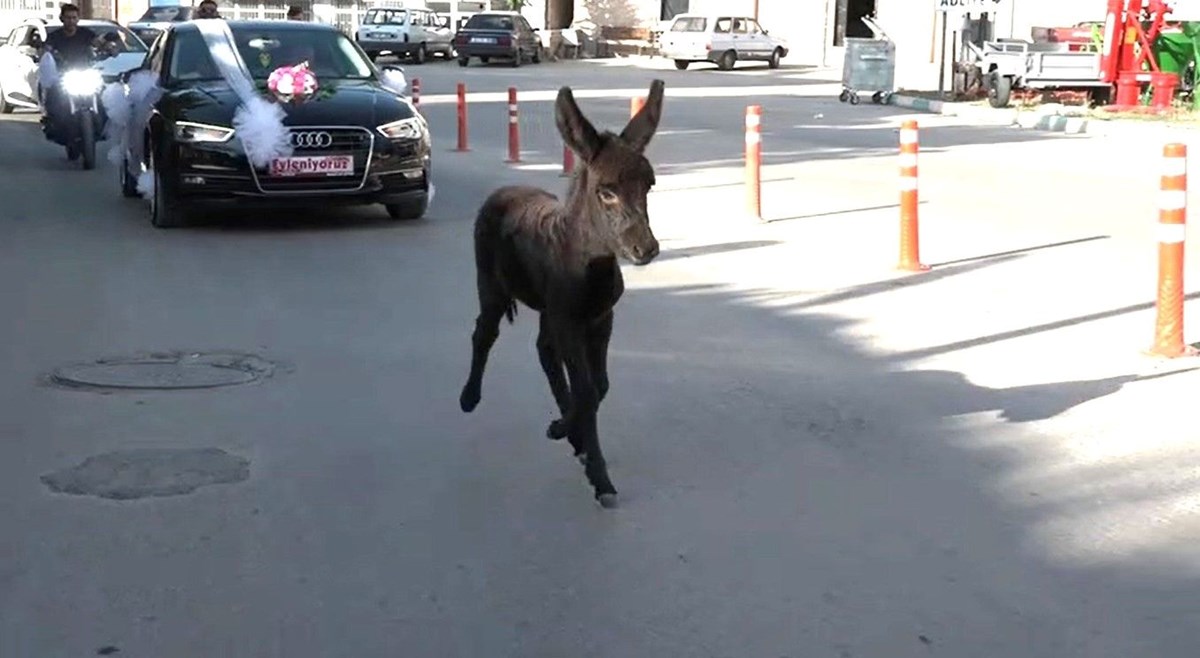 Kütahya'da ilginç görüntüler! 