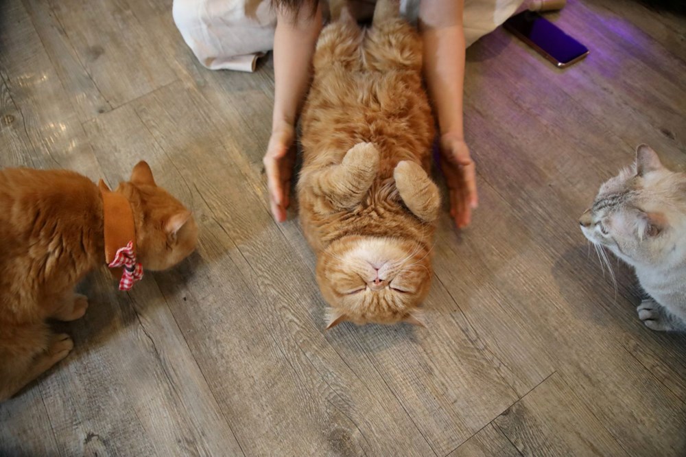 Tayland�daki Kedi Cafe karantina sonrası tekrar açıldı NTV