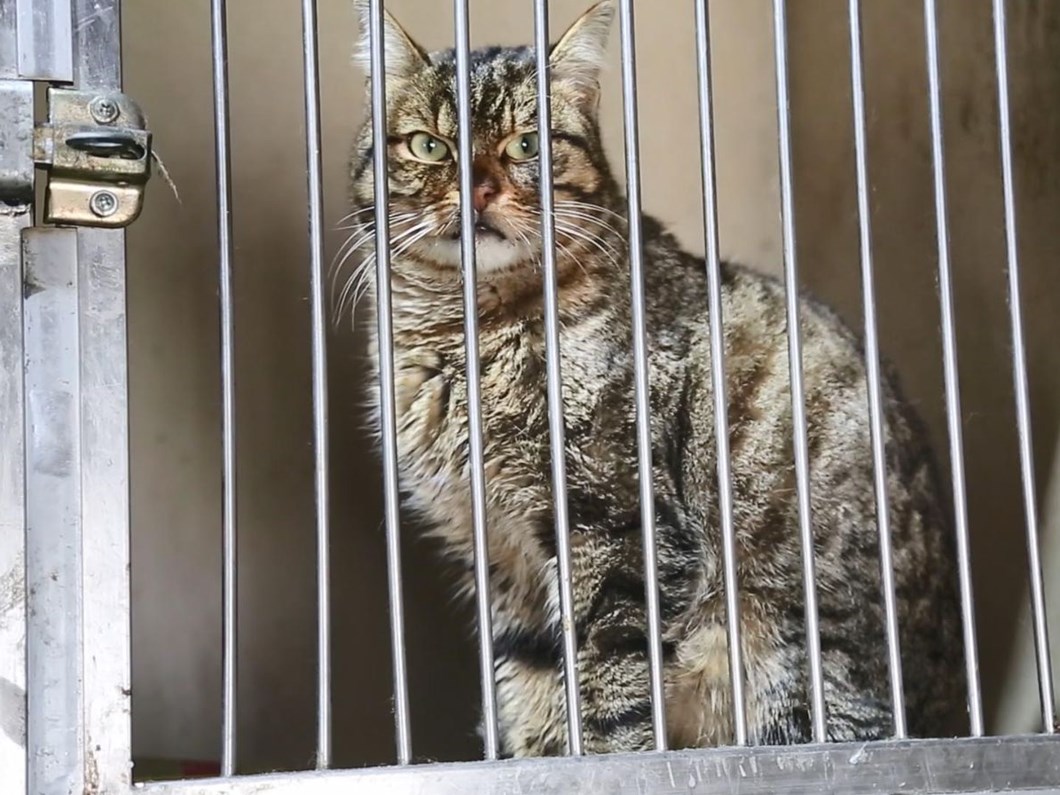 sokak kedilerinde olumcul ve bulasici salgin tehlikesi kedi corona virusu ntv