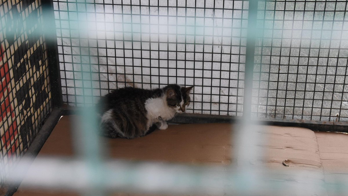 sokak kedilerinde olumcul ve bulasici salgin tehlikesi kedi corona virusu ntv