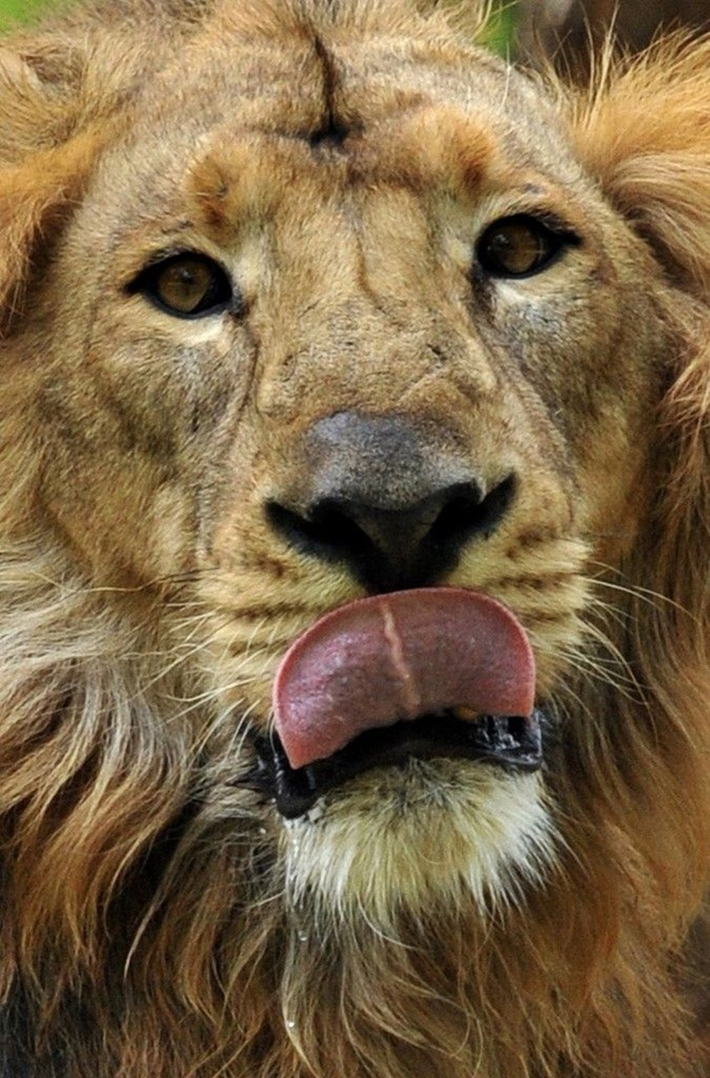 Hindistan’da Covid hayvanlara sıçradı, sekiz aslan virüse yakalandı - 9