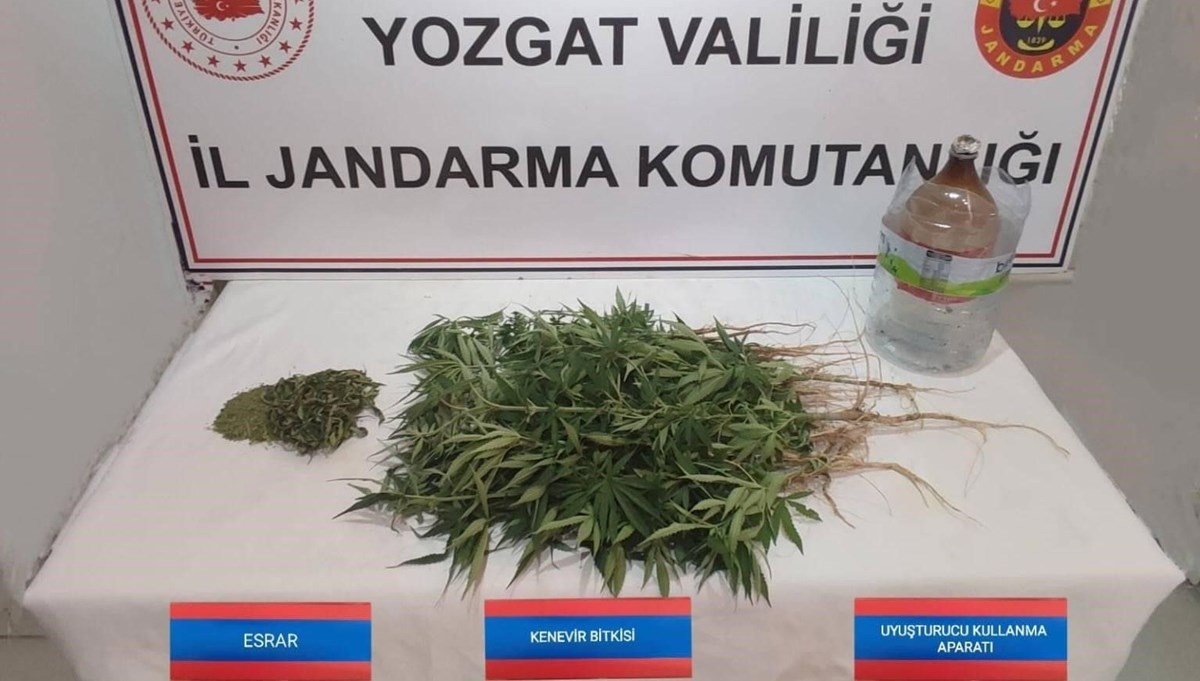 Yozgat'ta 40 kök kenevir ele geçirildi