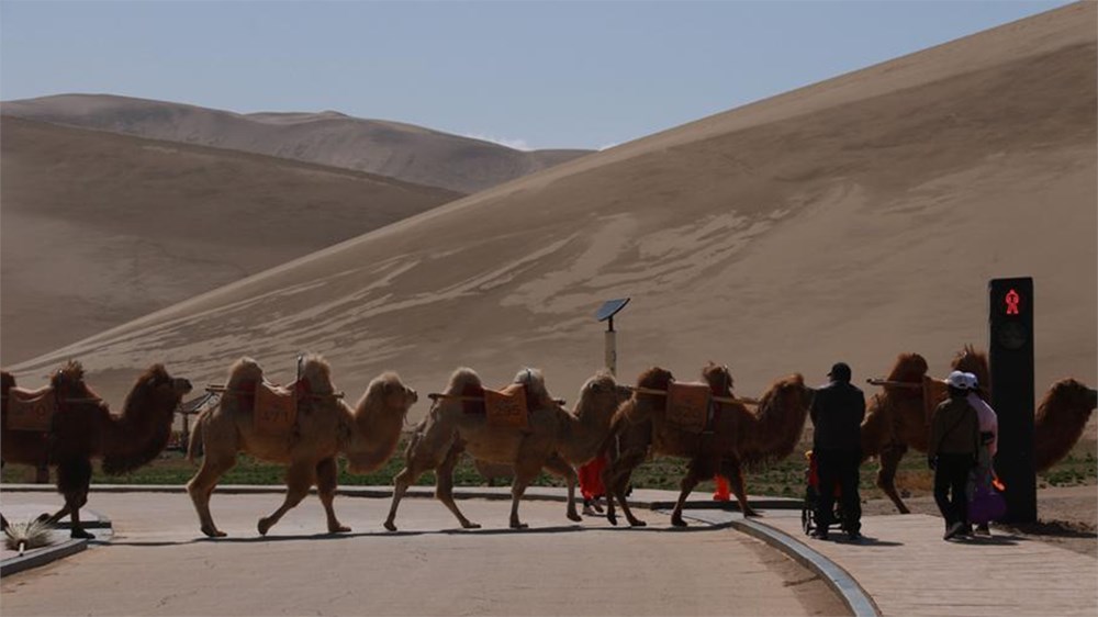 Develere
özel trafik lambası - 6
