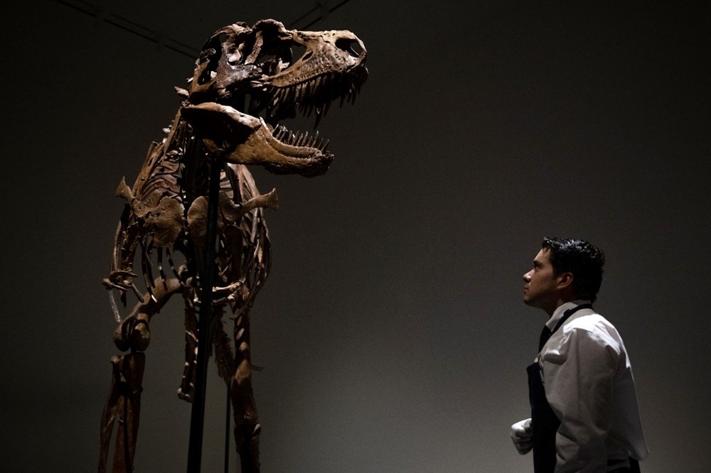 Gorgosaurus türü dinozor iskeleti 6 milyon dolara satıldı - 2