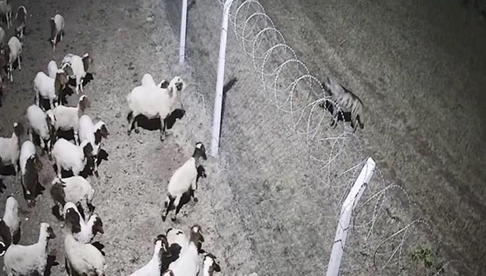Şanlıurfa'da nesli tükenmekte olan çizgili sırtlan şehre indi
