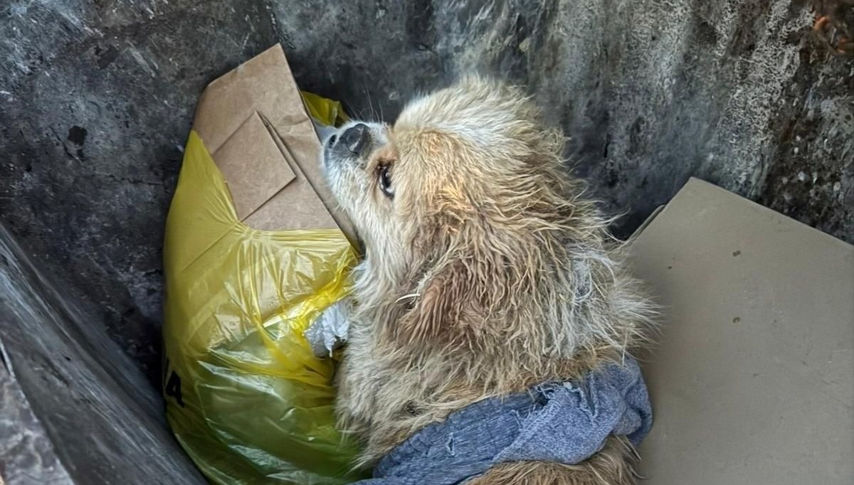 Köpeğin ayaklarını bağlayıp çöpe atmış! ''Bu göz göre göre cinayet''