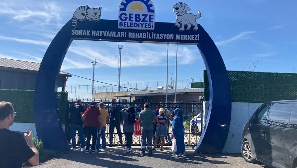 Gebze'deki kedi ve köpek katliamının otopsi sonucu belli oldu