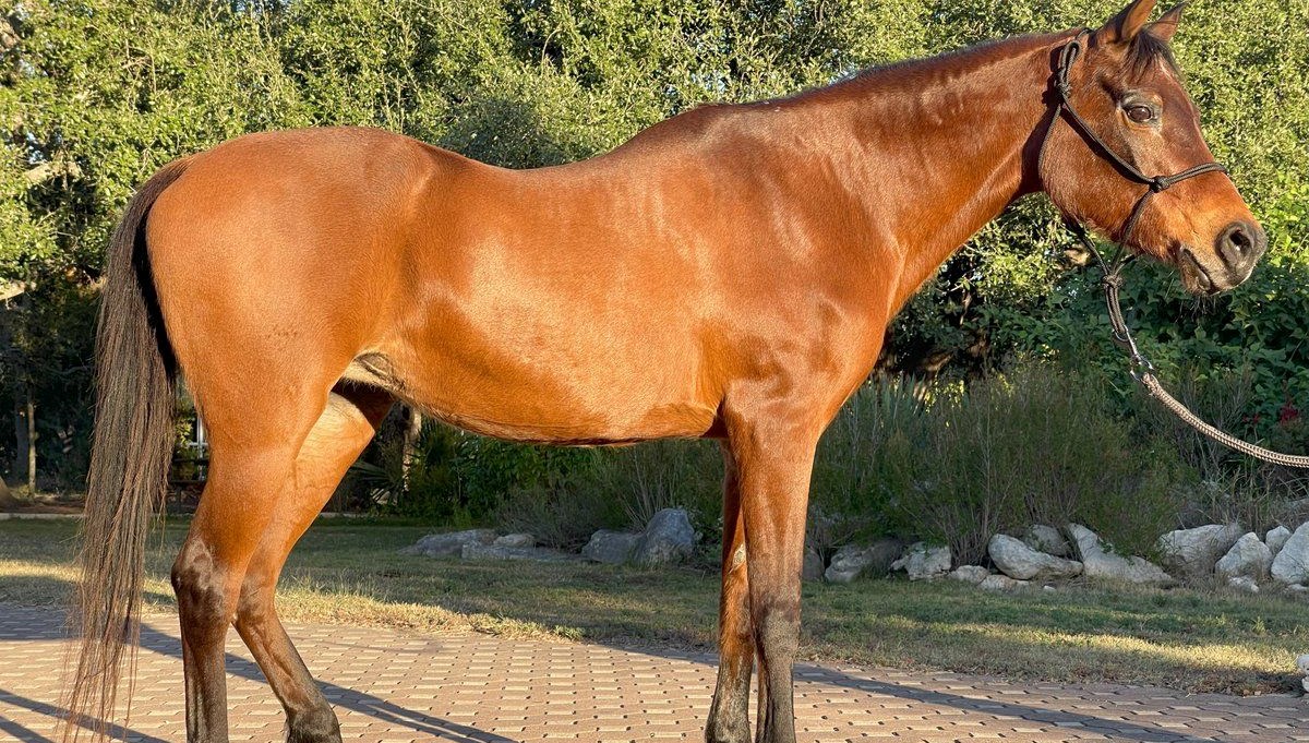 Dünyanın en yaşlı atı 36 yaşında öldü Dünyanın en yaşlı atı 36 yaşında öldü