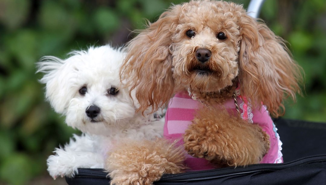 Köpek adları da corona virüsten etkilendi Magazin Haberleri NTV