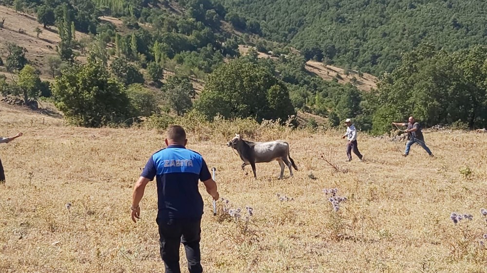 Bayramda kaçan dana 26 gün sonra yakalandı - 2