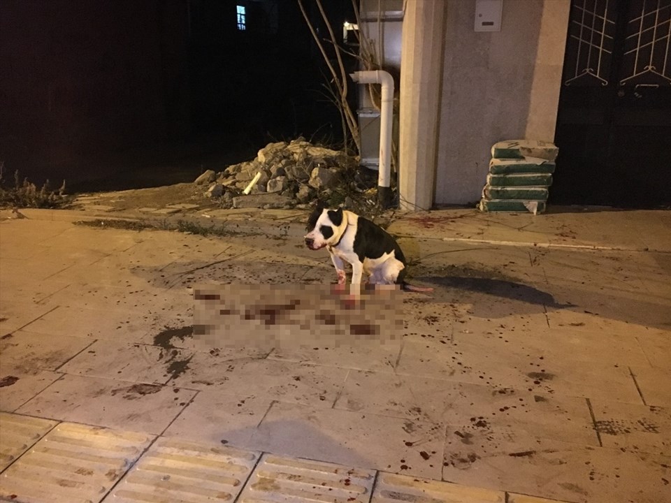 Karaman'da çıkan kavgada köpek ve sahibi bıçaklandı - 1
