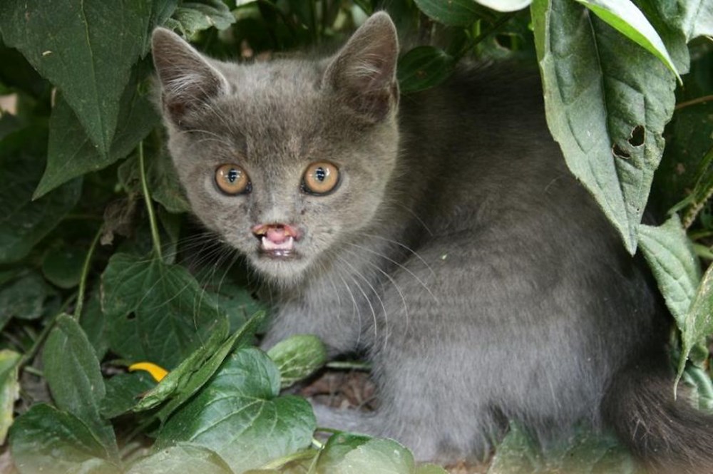 Сейчас кошку. Вампирский кот Лазарь. Кот-вампир Лазарус. Знаменитый кот. Известные коты.