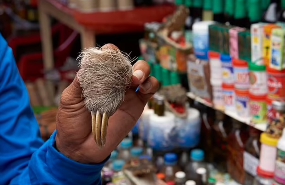 Amazon ormanlarındaki 200’den fazla türün Peru’da yasadışı olarak satıldığı ortaya çıktı: Bilim insanlarından yeni pandemi uyarısı - 8