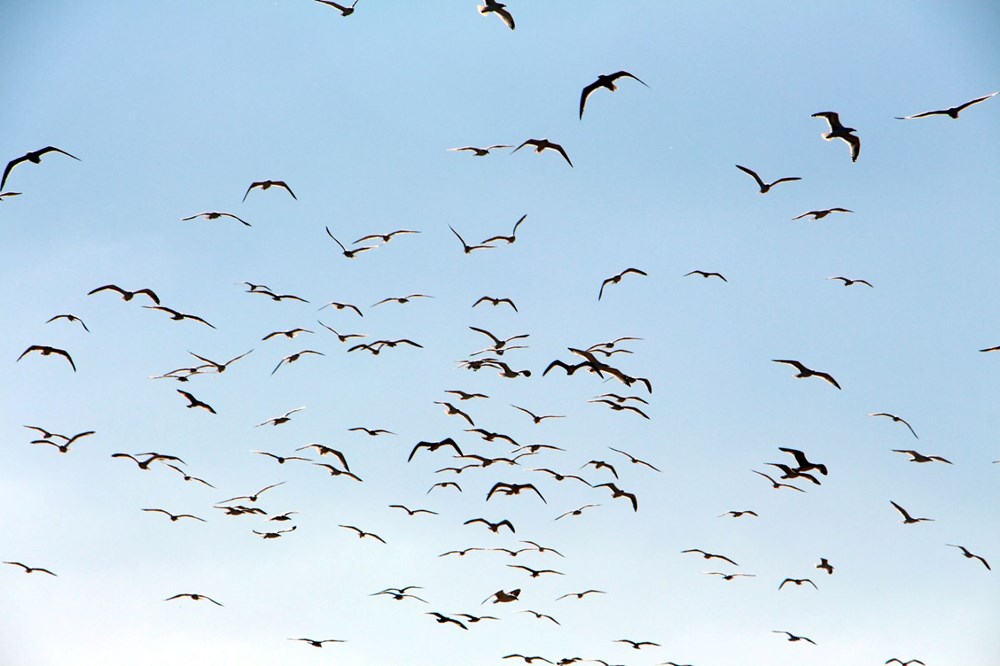 Edirne'de 'katil martı' paniği - 4