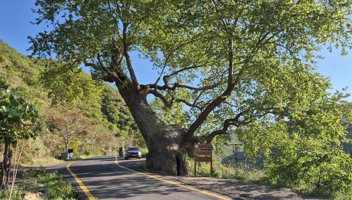 330 yıllık çınar: 2 devlet, 15 padişah, 12 cumhurbaşkanı gördü