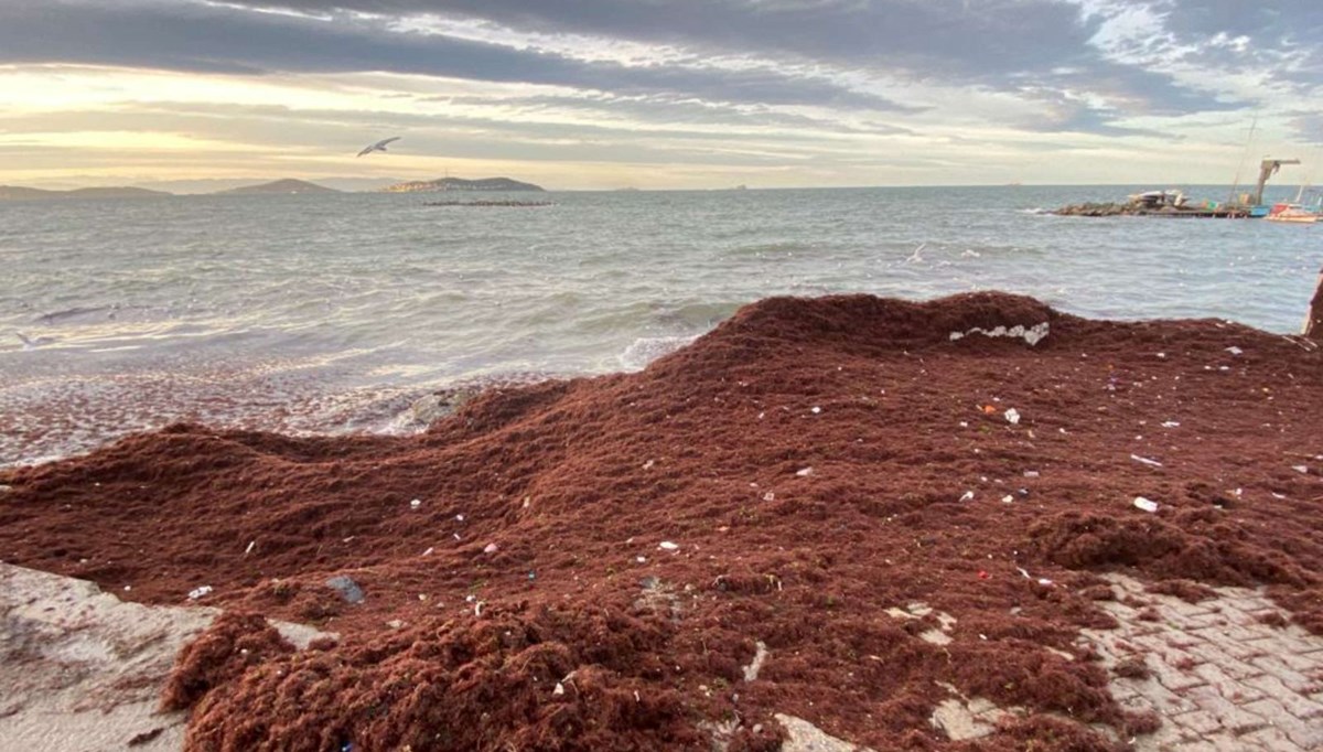 Kadıköy Caddebostan sahilini yine kırmızı renkli yosunlar kapladı