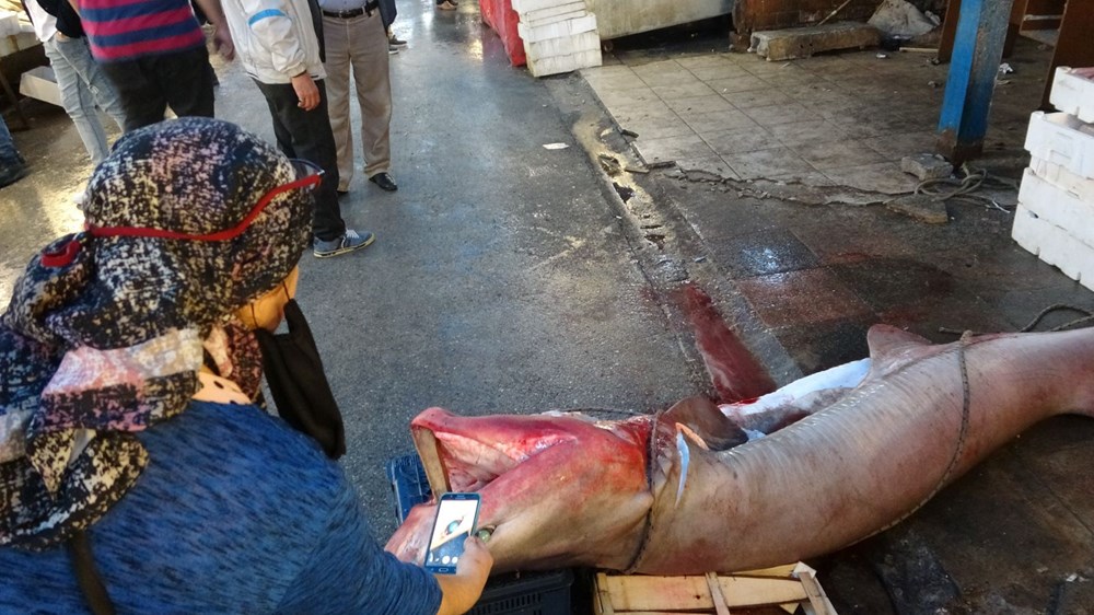 5 metre uzunluğunda ve 400 kilogram ağırlığında dev 'pamuk' cinsi köpek balığı yakaladı - 4