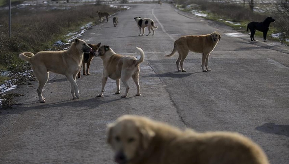 Sahipsiz köpek düzenlemesi: Teklif Genel Kurul'dan geçerek yasalaştı