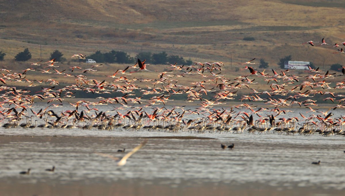 Van Gölü Havzası yazlıkçı flamingolara ev sahipliği yapıyor