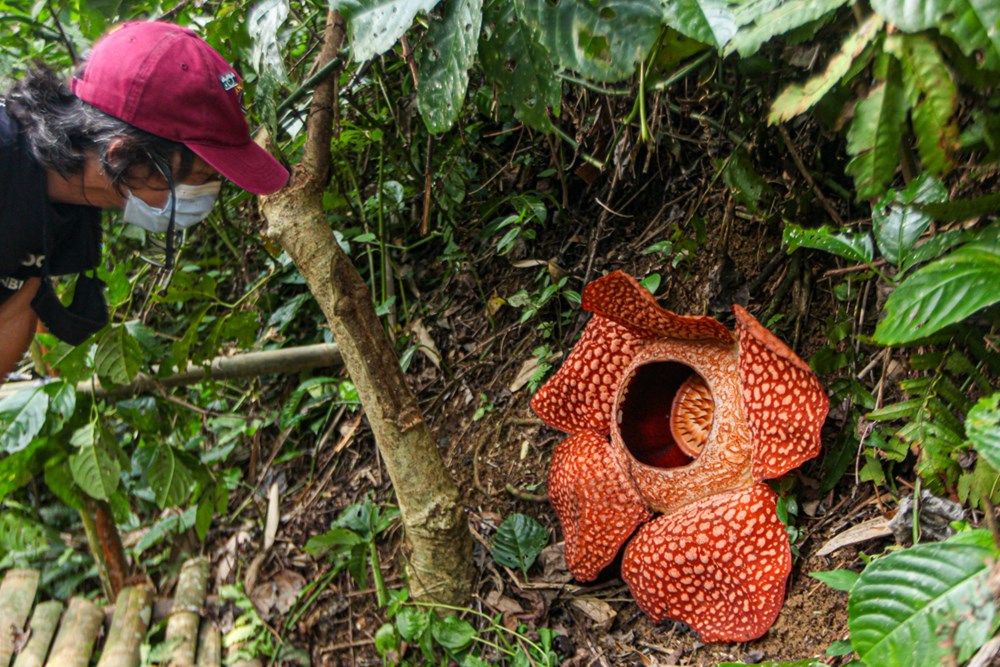 Dünyanın en büyüğü: Endonezya’da ceset çiçeği olarak da
bilinen 'Rafflesia arnoldii' açtı - 4