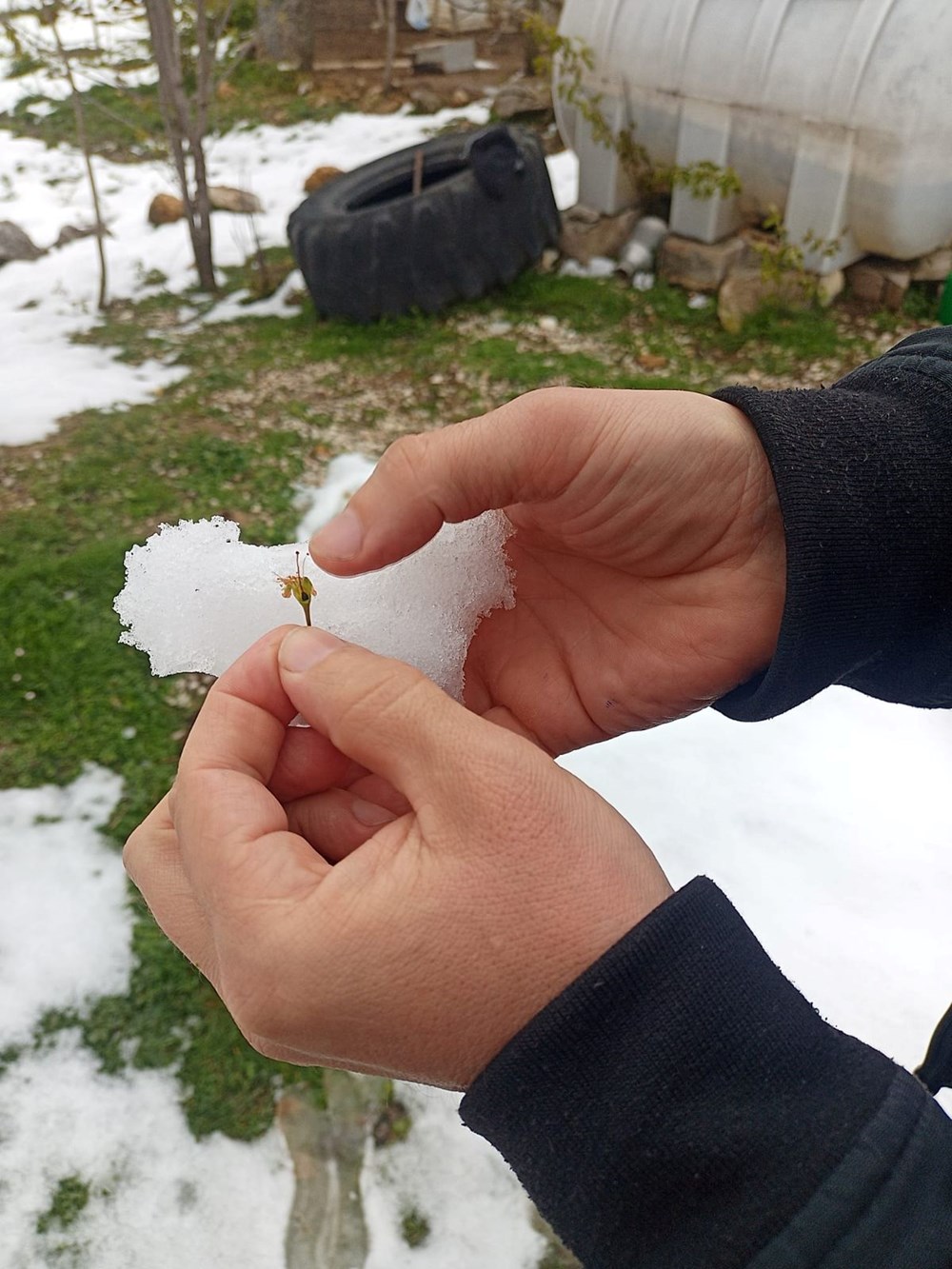 Samsun'da 'zirai don' tesiri; fındıkta ziyan, 3 eser de tehlikede 75