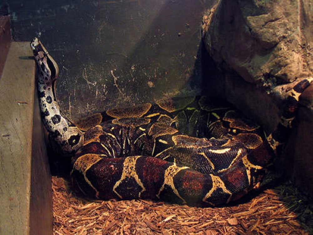 bazilari cok masum gorunur ama