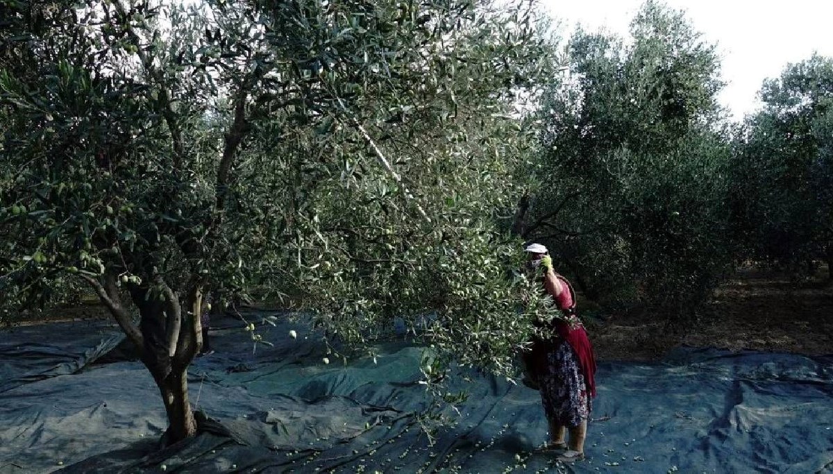 'Yok' yılı: Zeytinyağı fiyatları artıyor