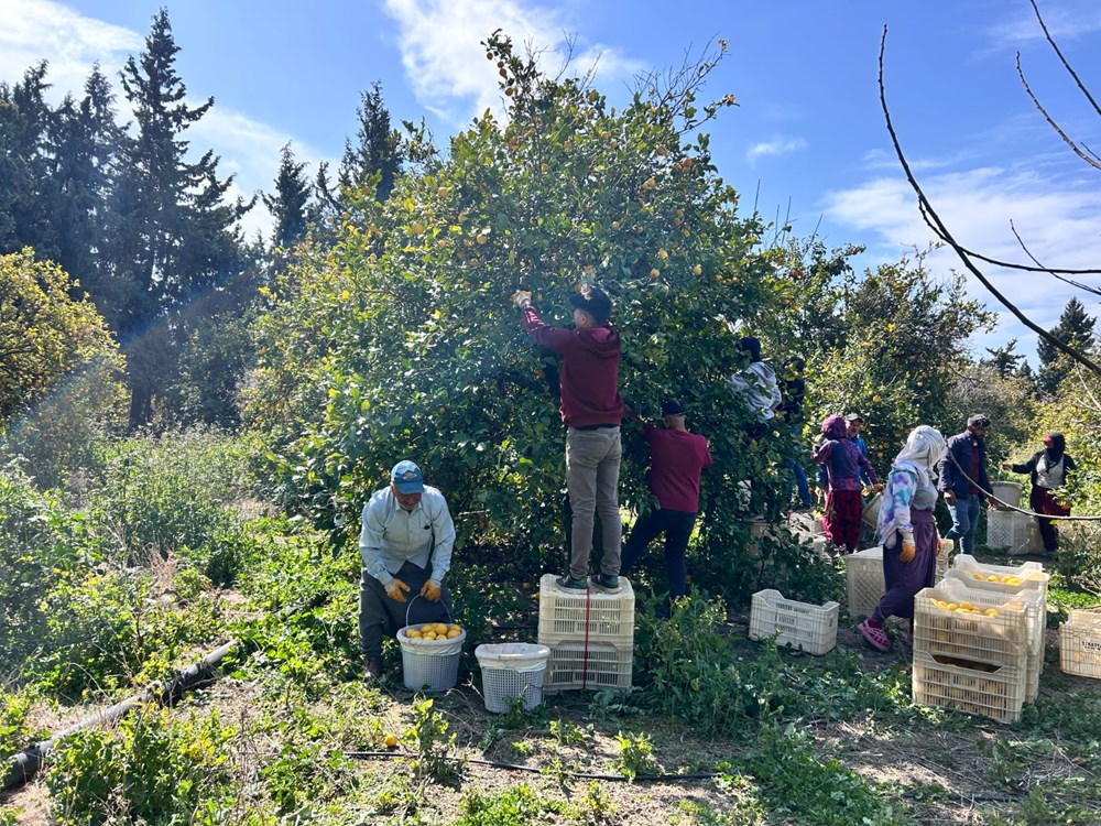 Tarlanın Altını, Marketin İncisi: Günlük Bin Liralık Hasat Hikayesi 76 oueMqnAYz0iJO32m lMXXA