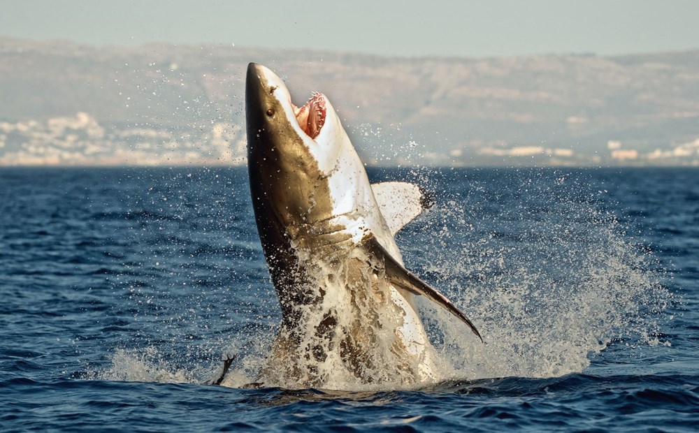 Megalodon köpekbalığının gerçek
boyutları ilk kez ortaya çıkarıldı - 4