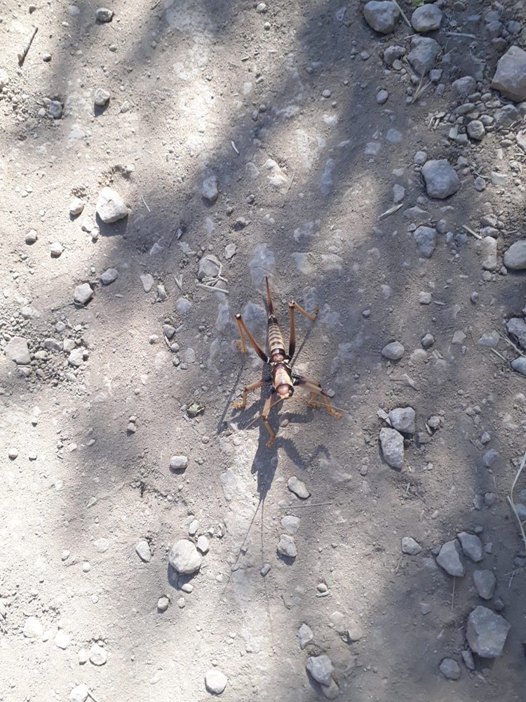 15 santimetre boyunda etçil çekirge 15 santimetre boyunda etçil çekirge