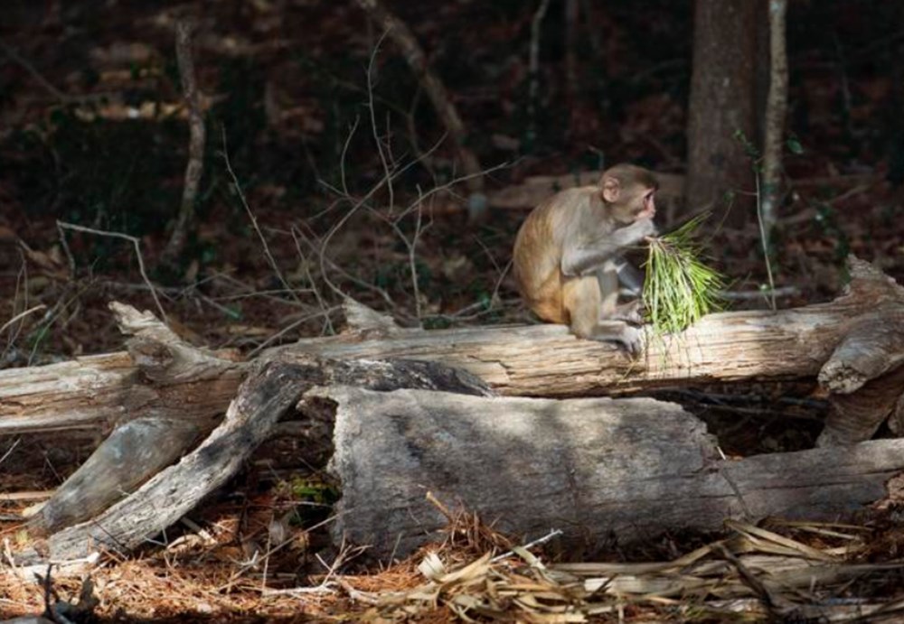 4 binden fazla vahşi maymuna ev sahipliği yapan "Maymun Adası" hakkında bilmedikleriniz - 2