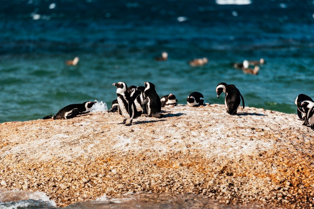 Bilim insanları uyardı: Afrika penguenlerinin soyu on yıllar içinde tükenebilir - 4