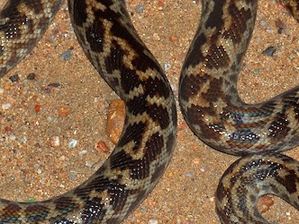 florida yilanlarin istilasina ugradi