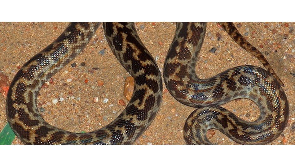 florida yilanlarin istilasina ugradi