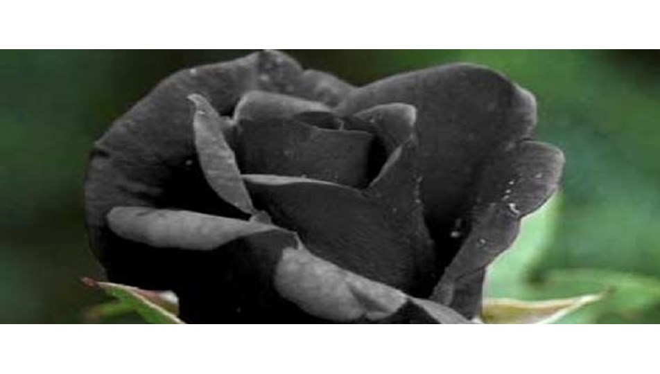 Halfeti Nin Gizemli Cicegi Siyah Gul Bloom Fresh Blog