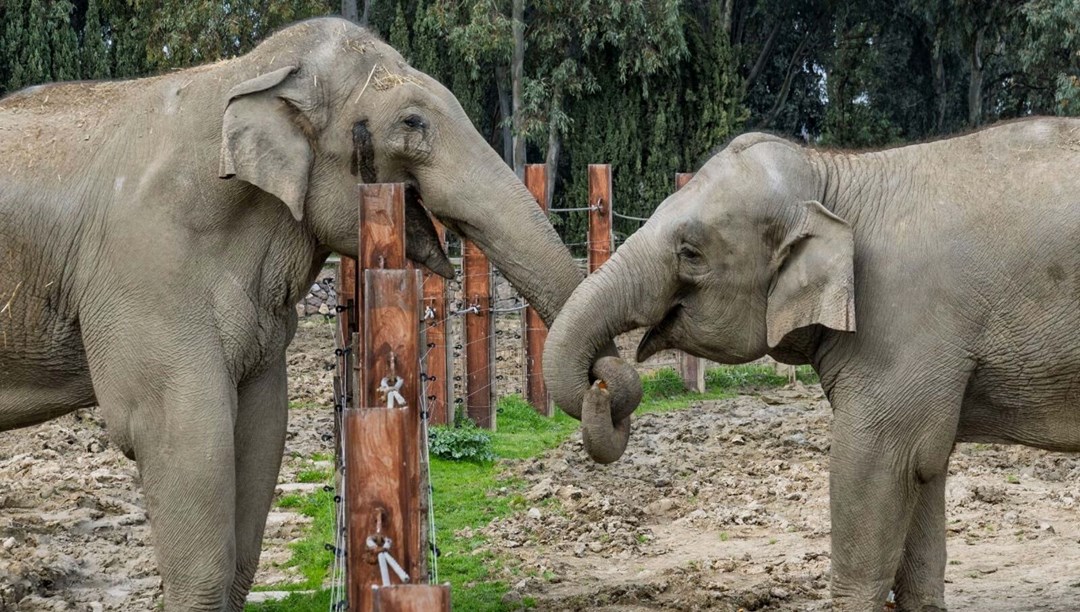 Türkiye'de doğan ilk fil 'İzmir' 14 yaşında